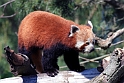 roed panda IMG_5033